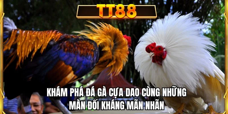 Khám phá đá gà cựa dao cùng những màn đối kháng mãn nhãn